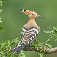 Eurasian Hoopoe